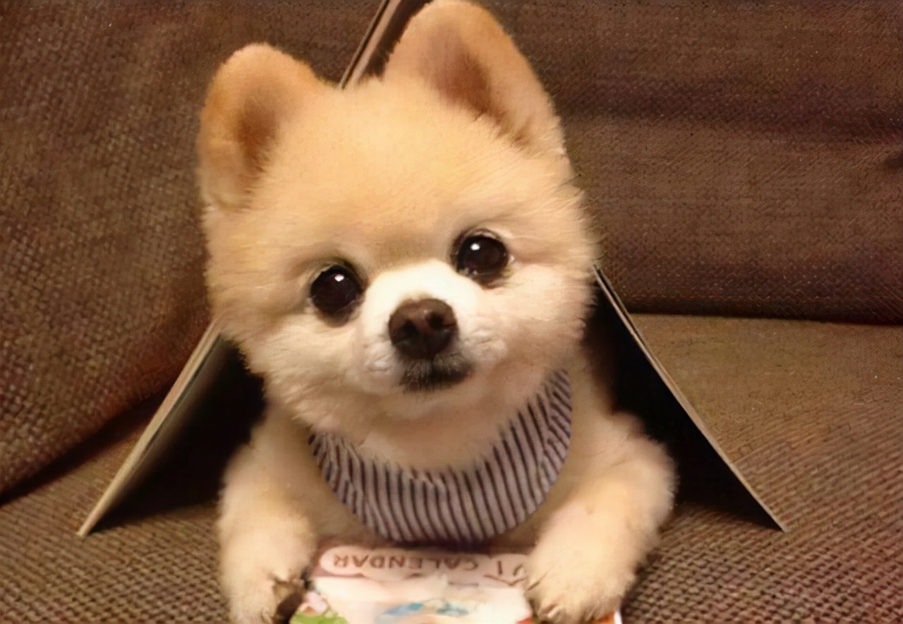 怎么训练一岁多的博美犬听话,博美犬3个月怎么训练听话呢