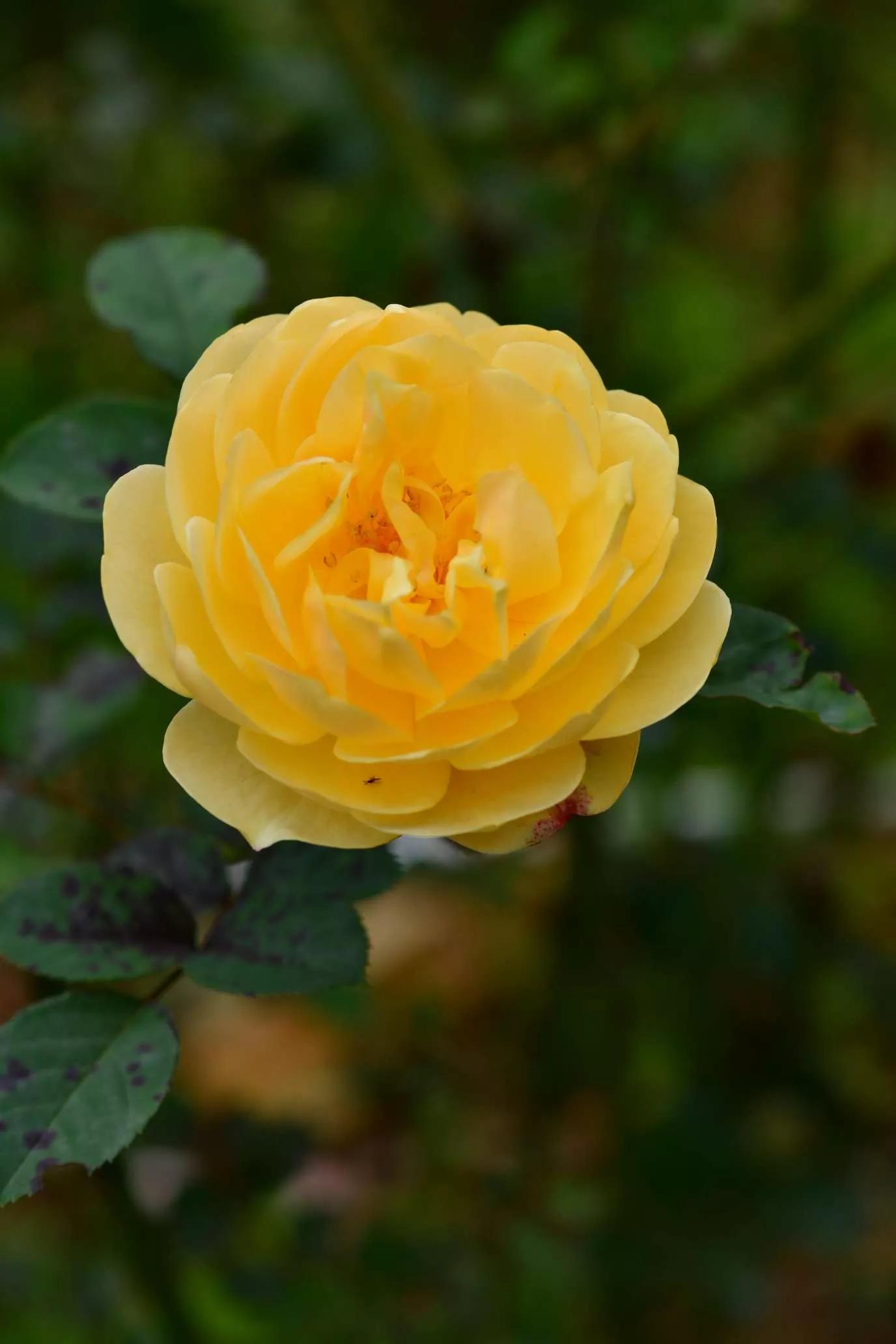 所有花的名称大全,认识各种花的寓意