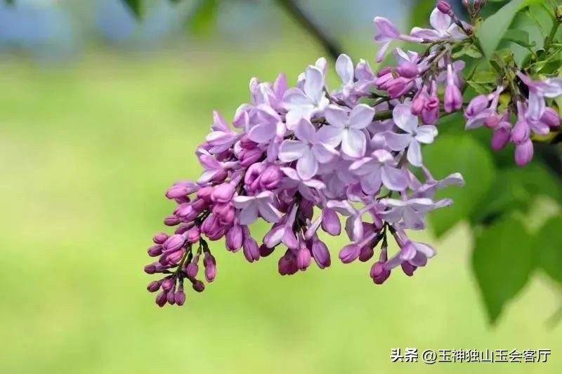 鏄ヨ壊鎾╀汉濡傝瘲濡傜敾,鏄ヨ壊杩蜂汉楦熻鑺遍