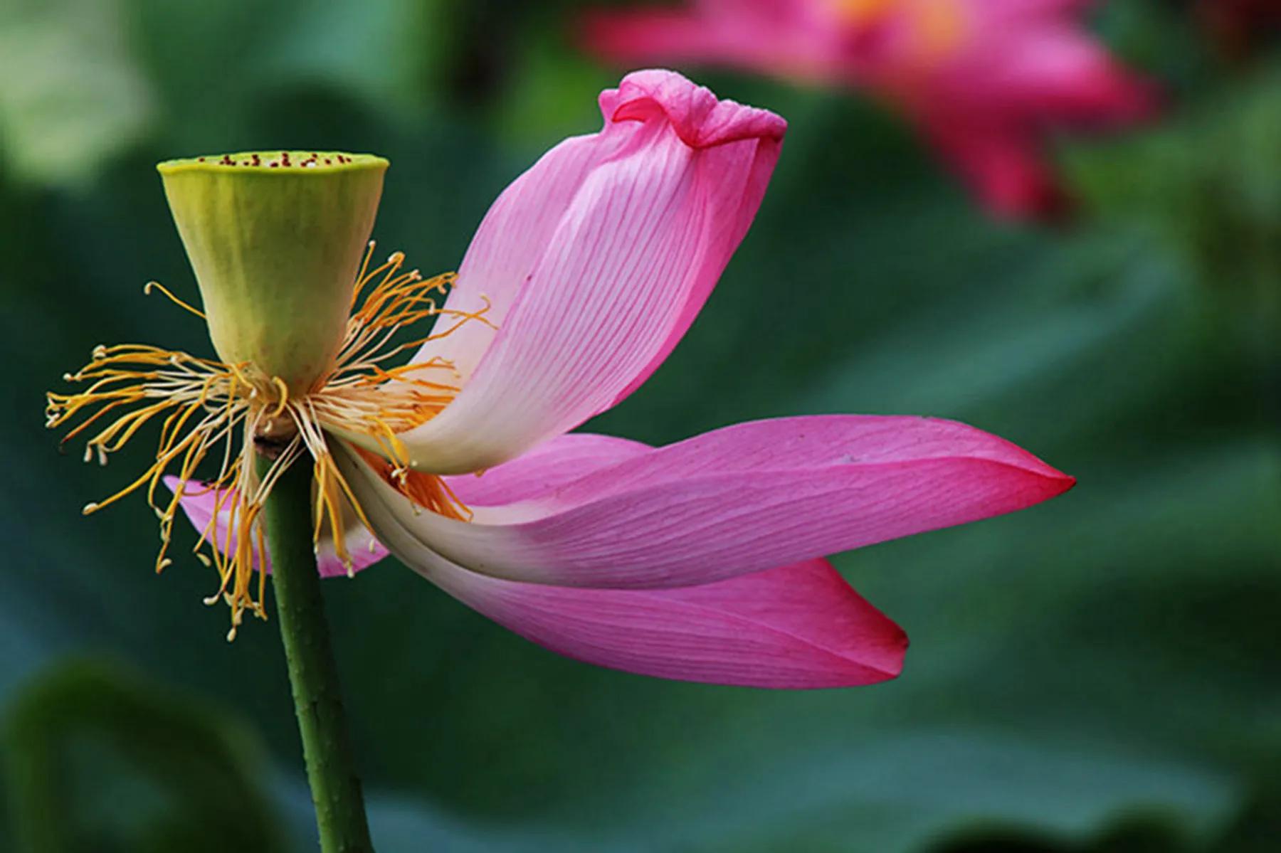描写荷花的诗句映日荷花别样红,用荷花写荷花的诗句