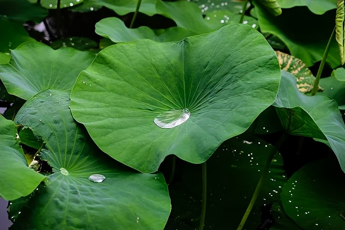 楚辞描写中药,楚辞中的养生