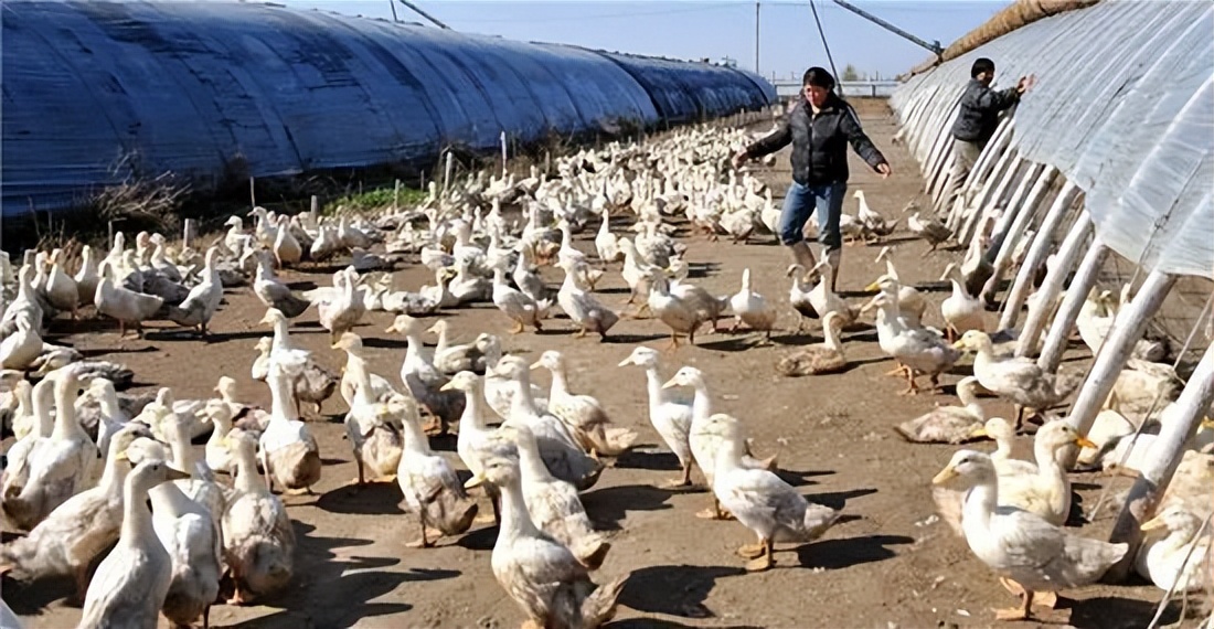 北京的养殖业发展前景,农村养殖业有发展前景吗