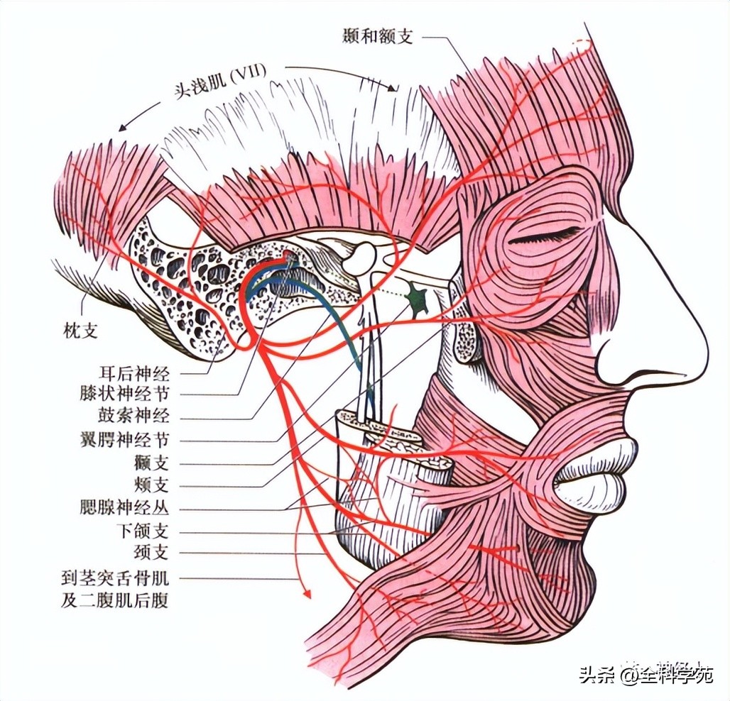 面神经解剖腮腺,面神经解剖内容有哪些