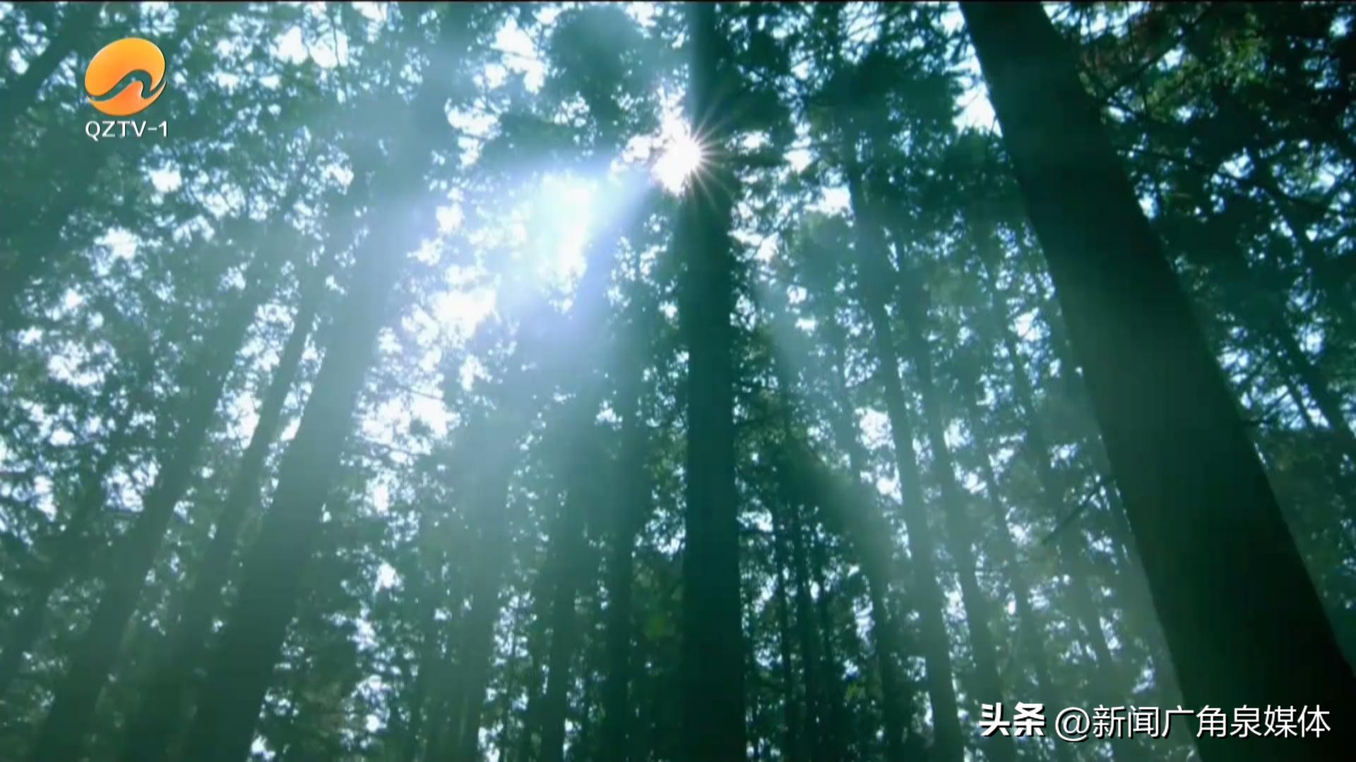 永春蜂蜜节,福建永春蜂蜜节