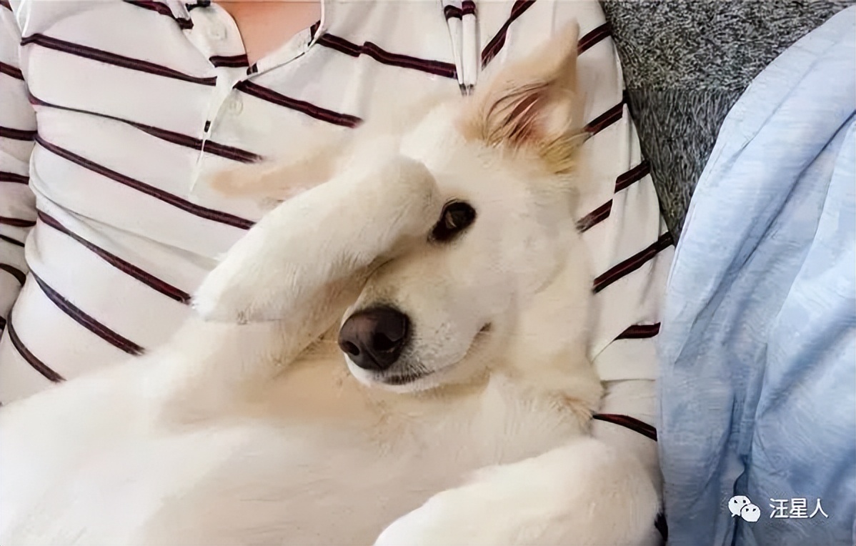 萌汪躺爸妈怀中被冷落，委屈“盖手机”刷存在感：理偶一下嘛