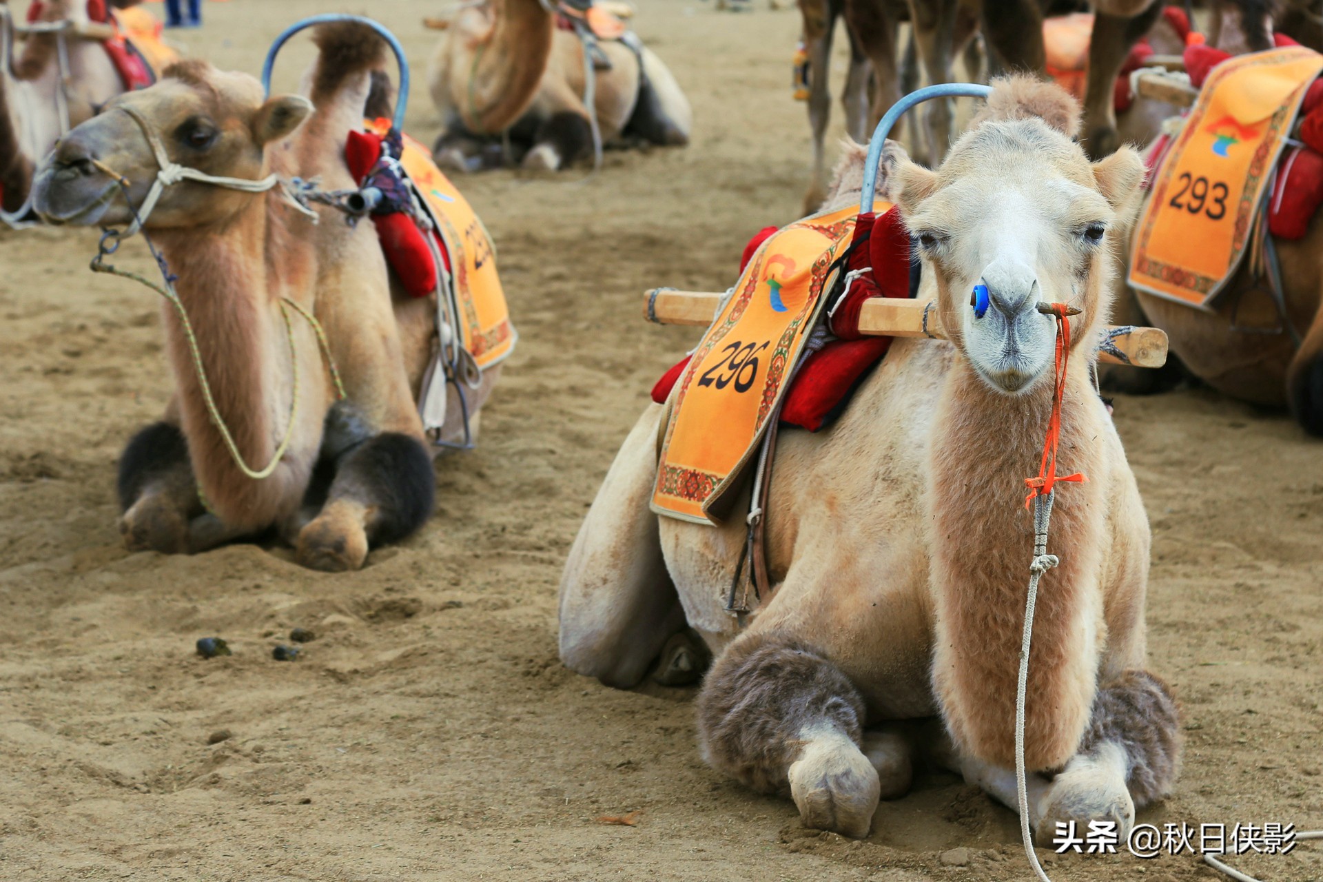 西北沙漠第一大泉,世界上最令人叹为观止的沙漠奇观