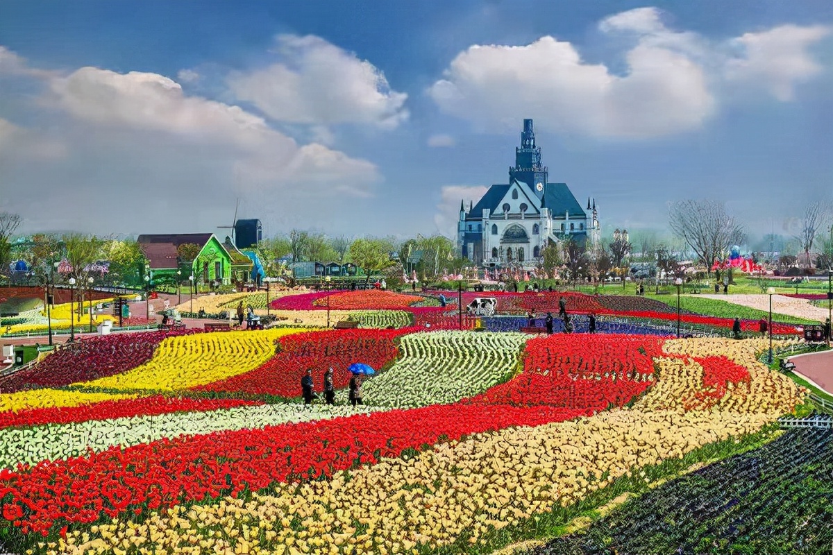 大丰荷兰花海11月份花开,倾城名花