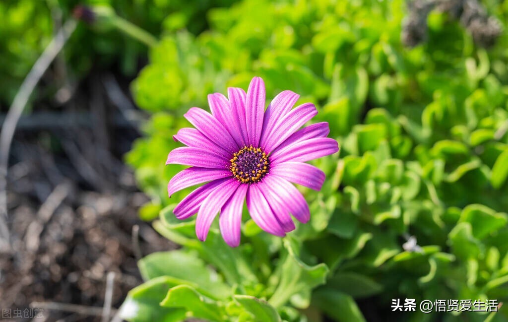 哪种绿色植物是最有效吸甲醛的,刚装修好的新房种什么植物去甲醛