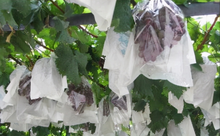 葡萄套袋做法,葡萄套袋价格