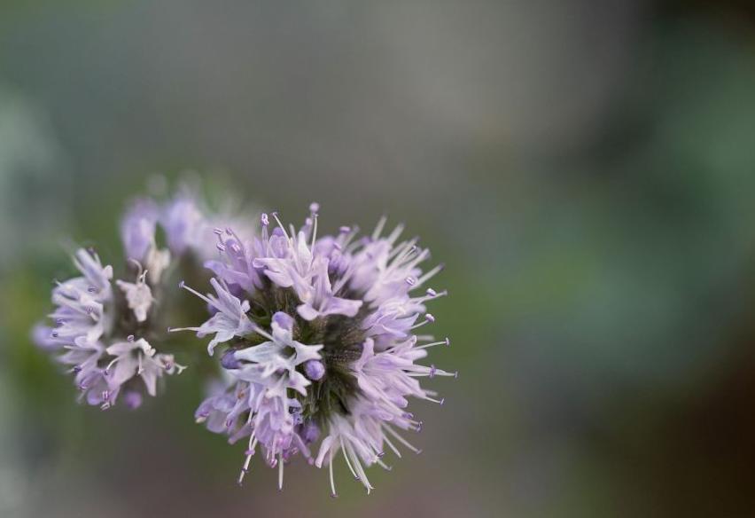 牡丹架暖眠春昼薄荷香浓醉晓晴,每日一花夏日清新花束