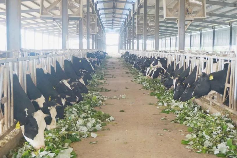 苎麻草,苎麻属于哪类草