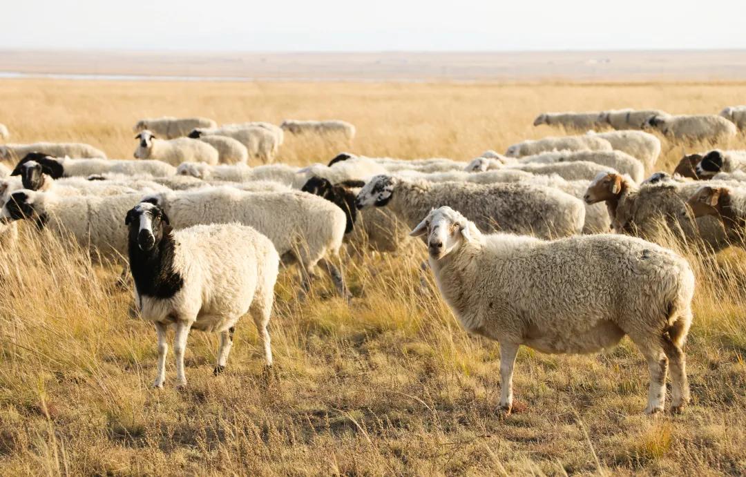 锡林郭勒牛羊肉的特点,锡林郭勒盟正宗牛羊肉