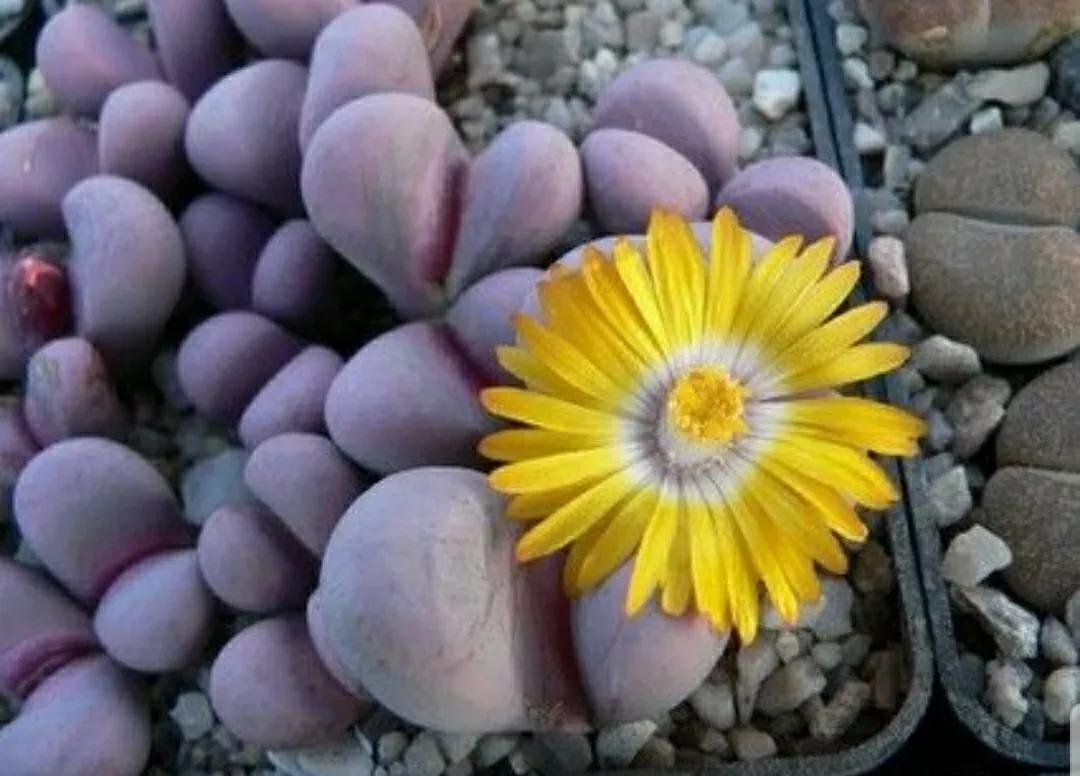 多肉植物石头开花,多肉石头花秋季