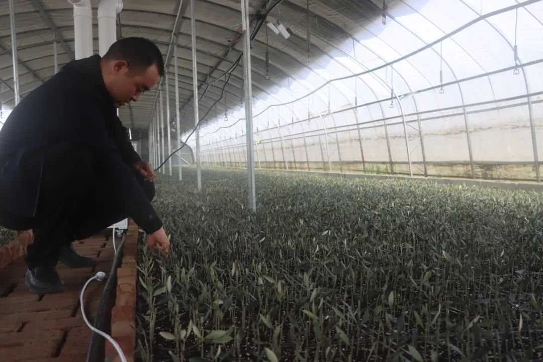 武都区石门镇青陇现代农业产业园,陇南武都青陇现代农业产业园