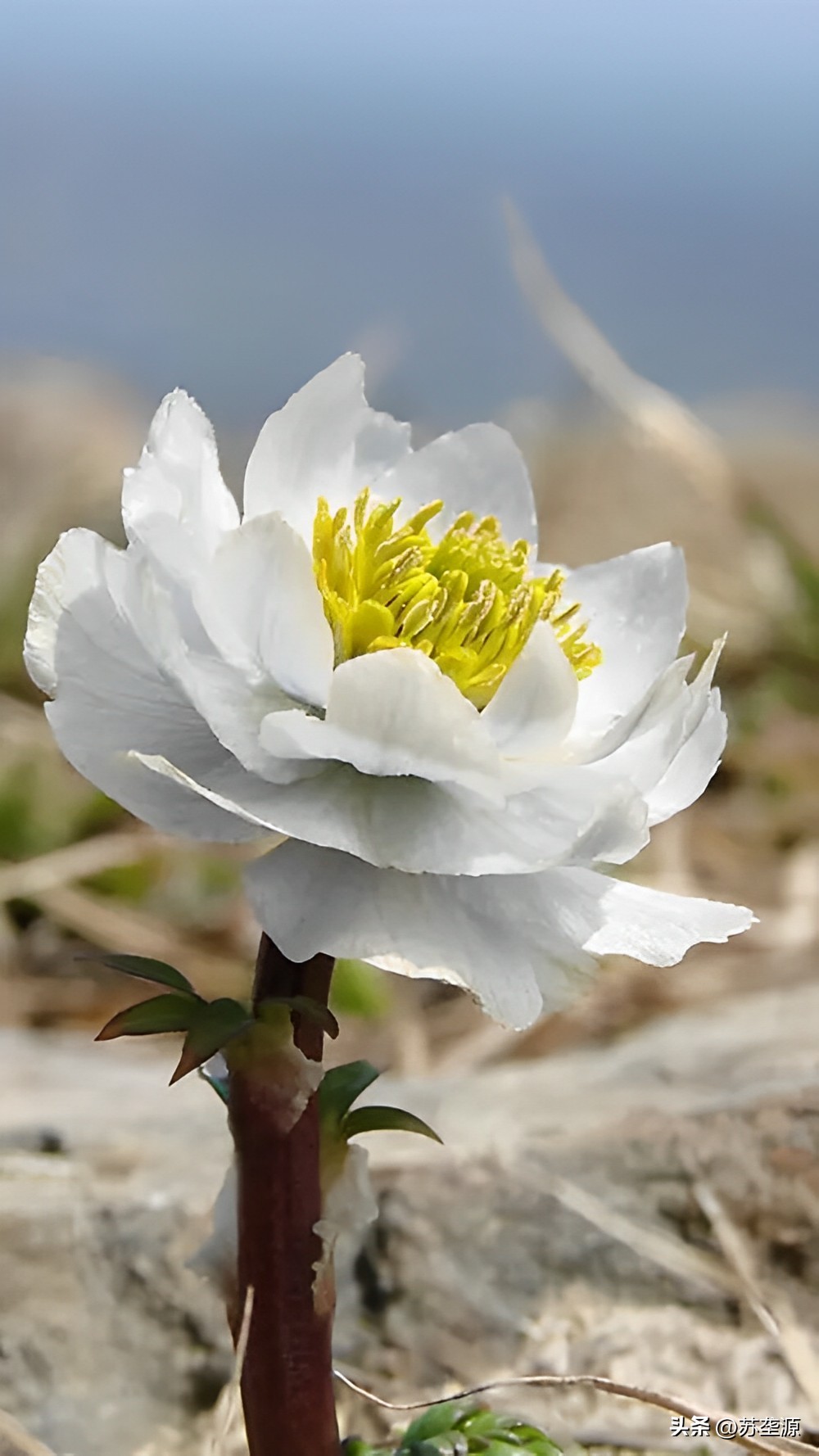 识花认草知树木,天山雪莲花的辨识方法