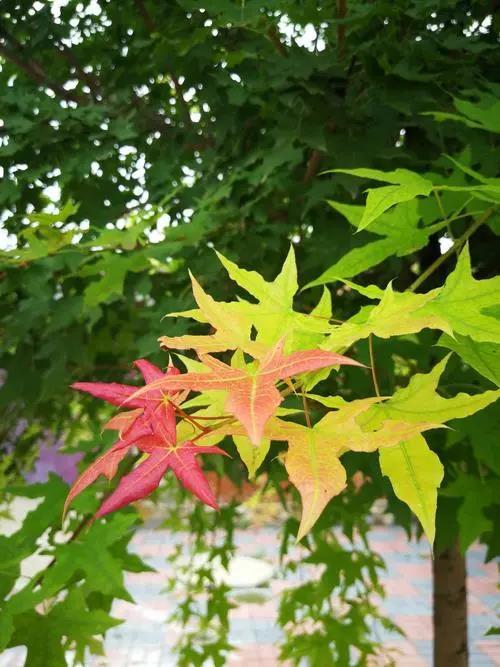 大自然中树有哪些秘密呢,神奇的大自然神奇的树