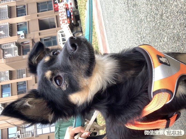 附近宠物店免费领养狗狗,附近宠物店领养狗狗同城