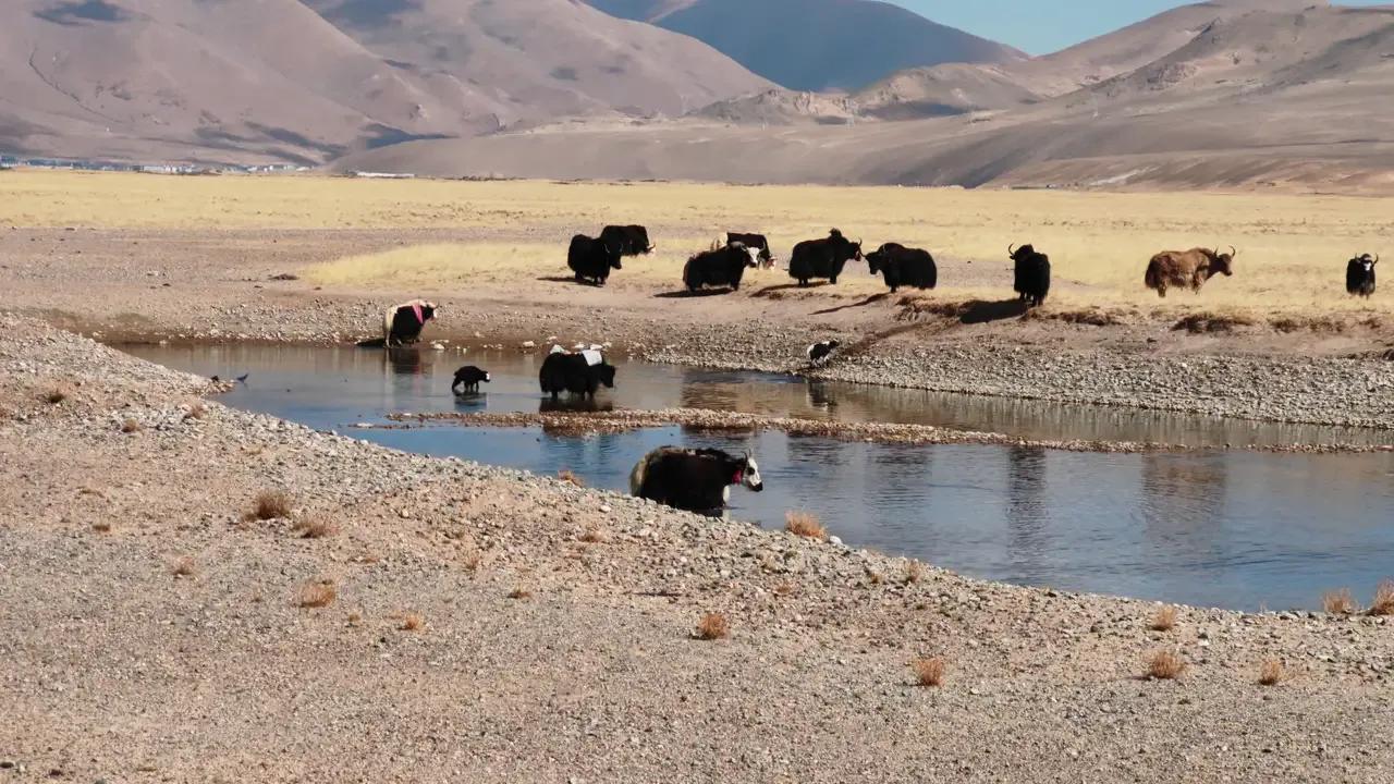 你准备好了去*藏西**吗？我有几项抗高反的建议，希望对你有帮助