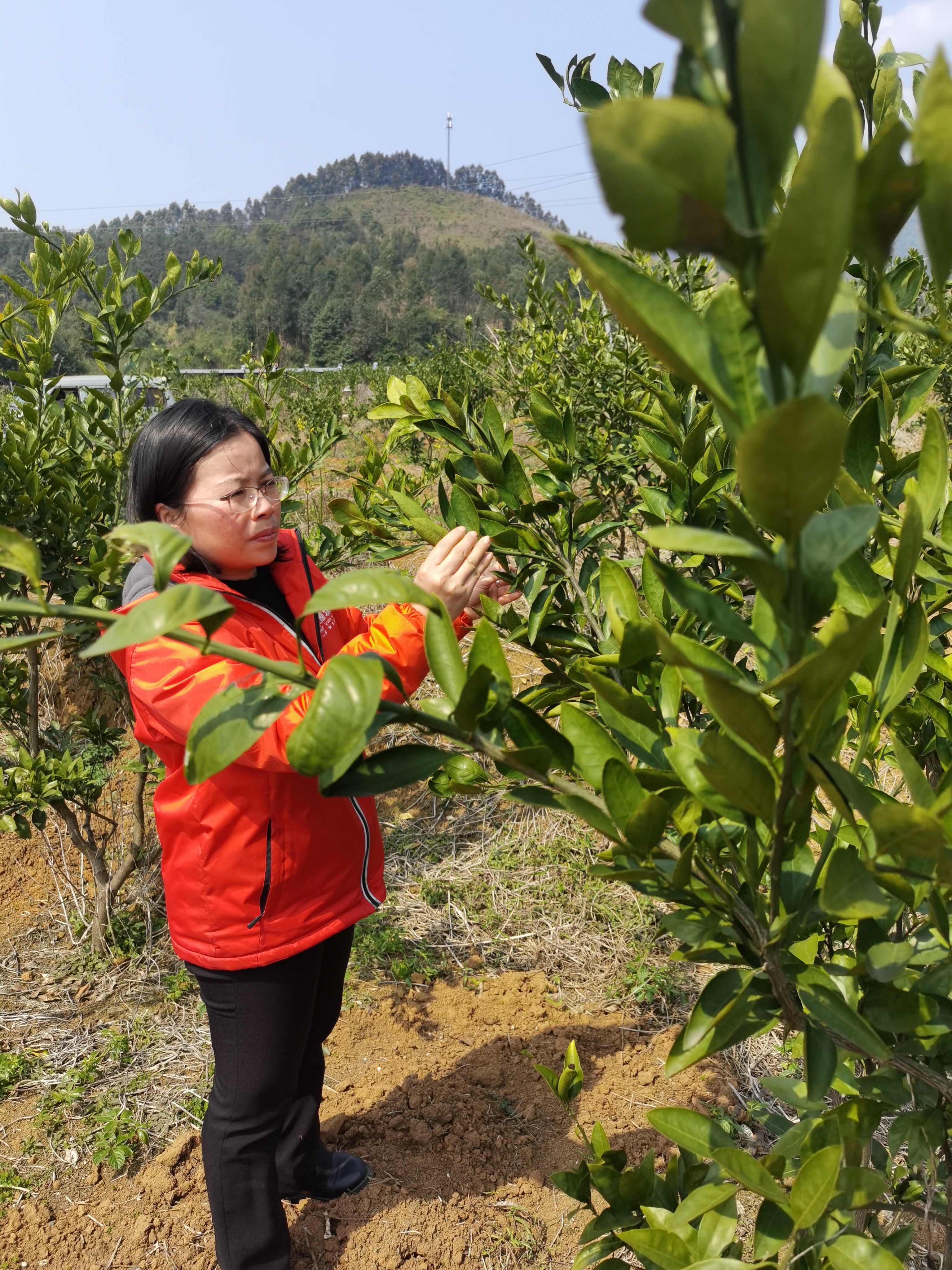 贺州市平桂区高素质农民培训先进事迹（种植一班·周美凤）