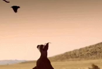 为啥猫咪老用尾巴扇我是不耐烦吗,猫咪一直扇尾巴