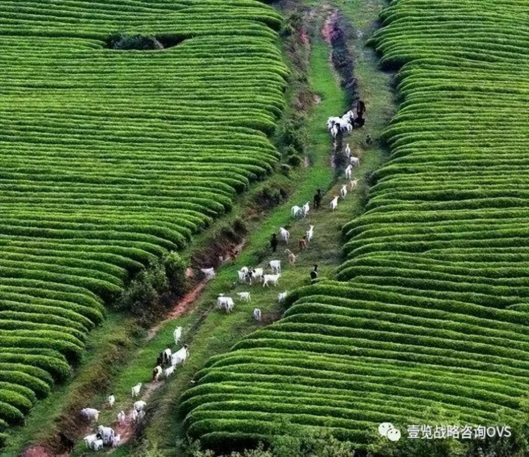 茅台两大产区,贵茶与茅台