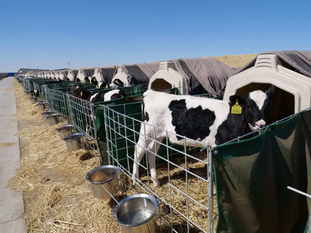 【旗县动态】奈曼旗、开鲁县、库伦旗