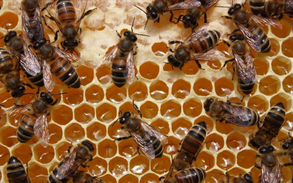 如何区分蜂蜜是纯的还是勾兑的,市场上的假蜂蜜是用什么勾兑的