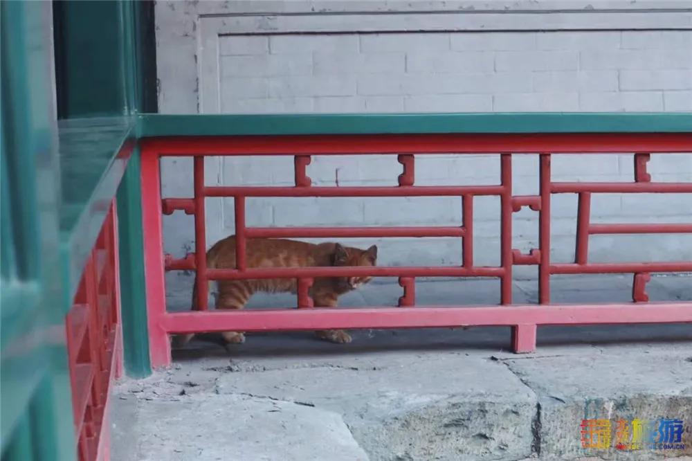 故宫御猫最火的猫,北京故宫的猫为什么叫御猫