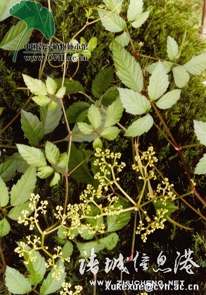 冠县常见野生保护植物,诸城野生动物排名
