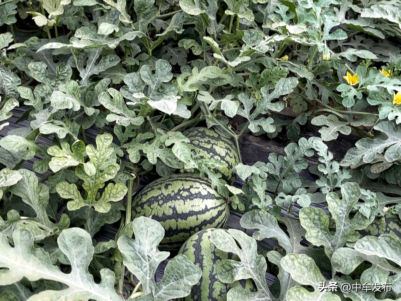 中牟县孟亚伟：90后小伙儿返乡创业争当致富排头兵