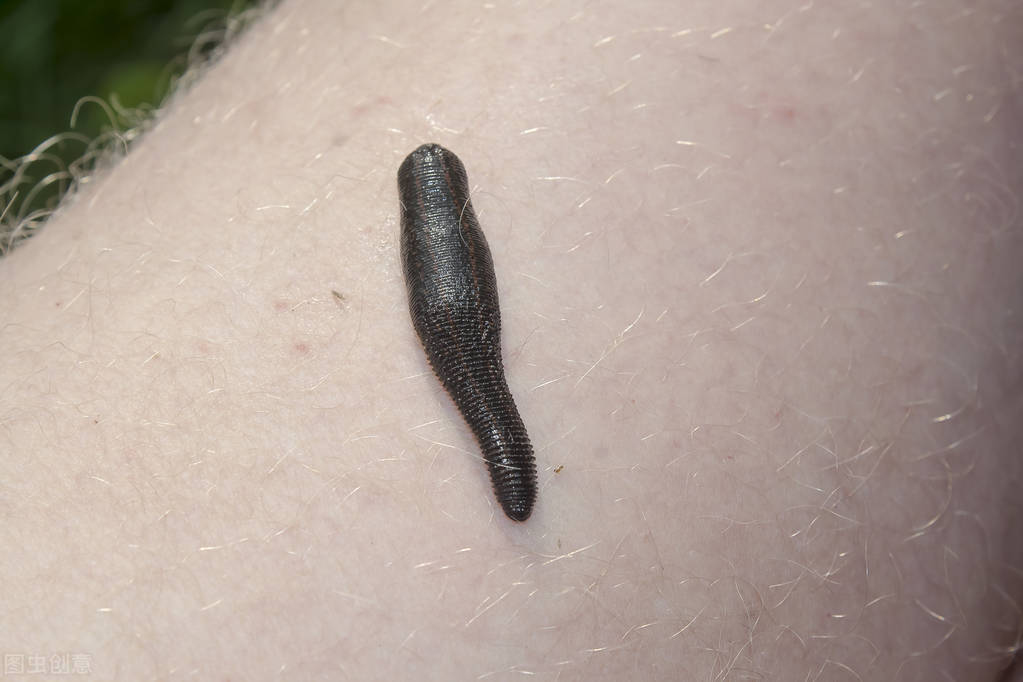 蚂蟥被人吃进去会如何,误食蚂蟥多久会有反应