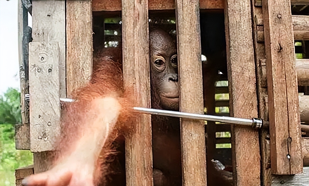 红毛猩猩被囚禁六年现状,红毛猩猩被囚禁六年
