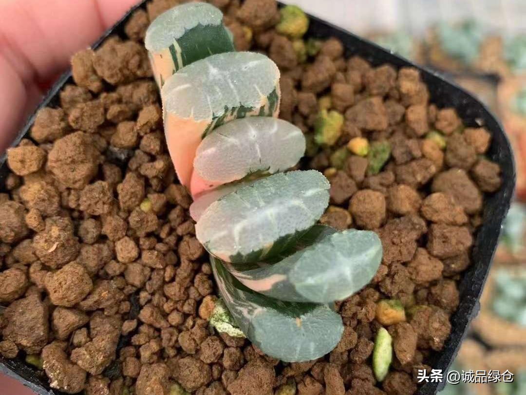 多肉植物十二卷是哪些,多肉植物十二卷名字的由来