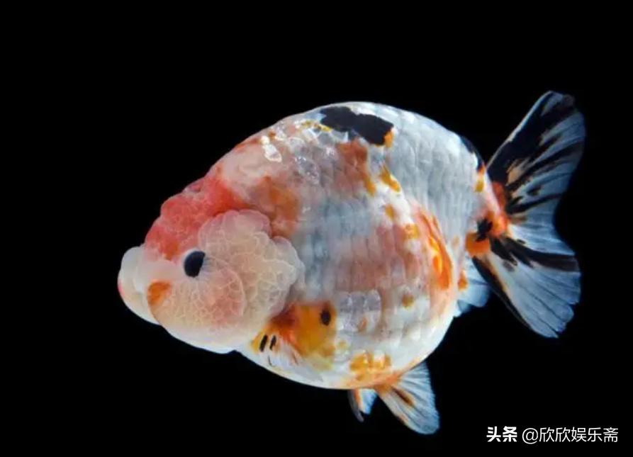 兰寿金鱼可以养在草缸吗,兰寿鱼缸开缸教程