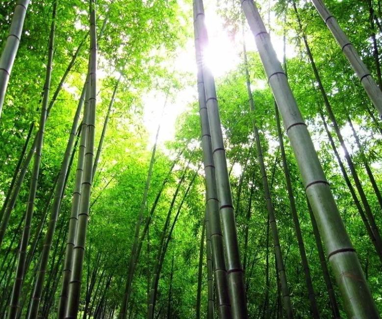 国画松竹梅岁寒三友图作品欣赏,松竹梅是岁寒三友吗