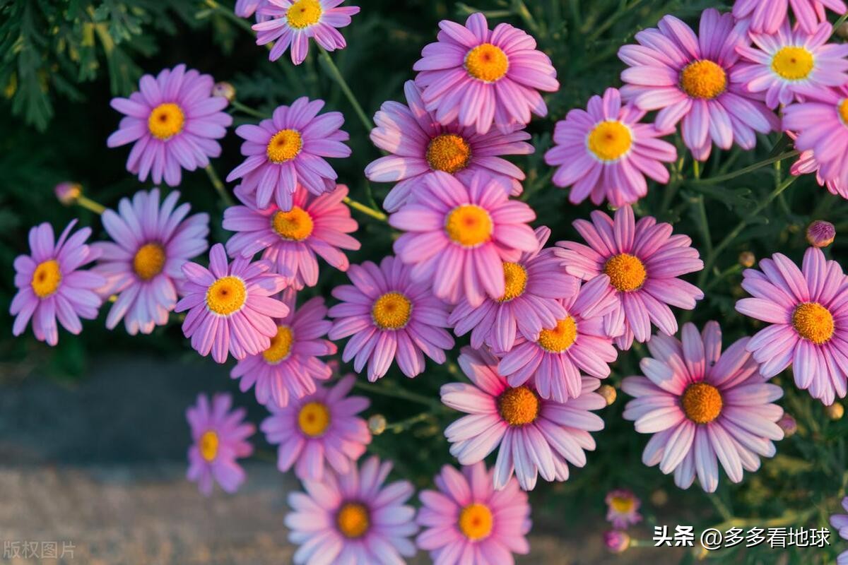 鎺㈣浜氭床鑺遍兘鏄嗘槑鏂楀崡椴滆姳灏忛晣,椴滆姳灏忛晣涔嬫梾