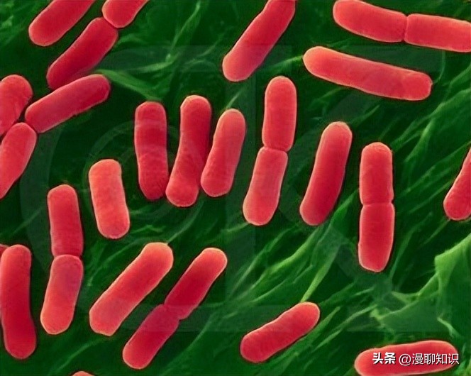 大肠杆菌的结构名称,大肠杆菌菌株基因型