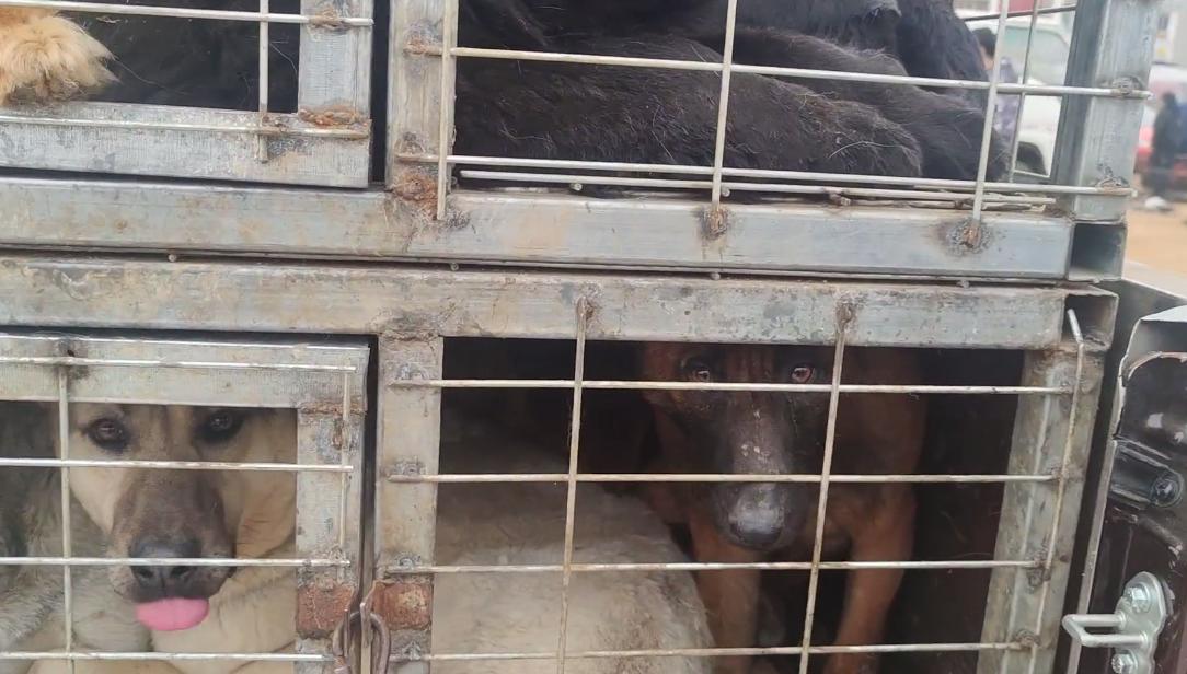 东北：大哥想救笼里狗，岂料狗贩张口就是数十万，大哥：这谁能买