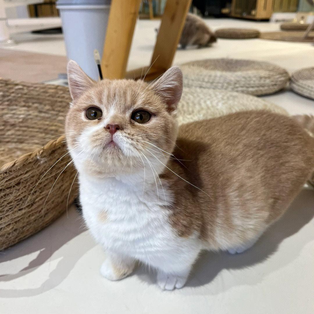 寿命最短的猫排名,寿命最短的猫