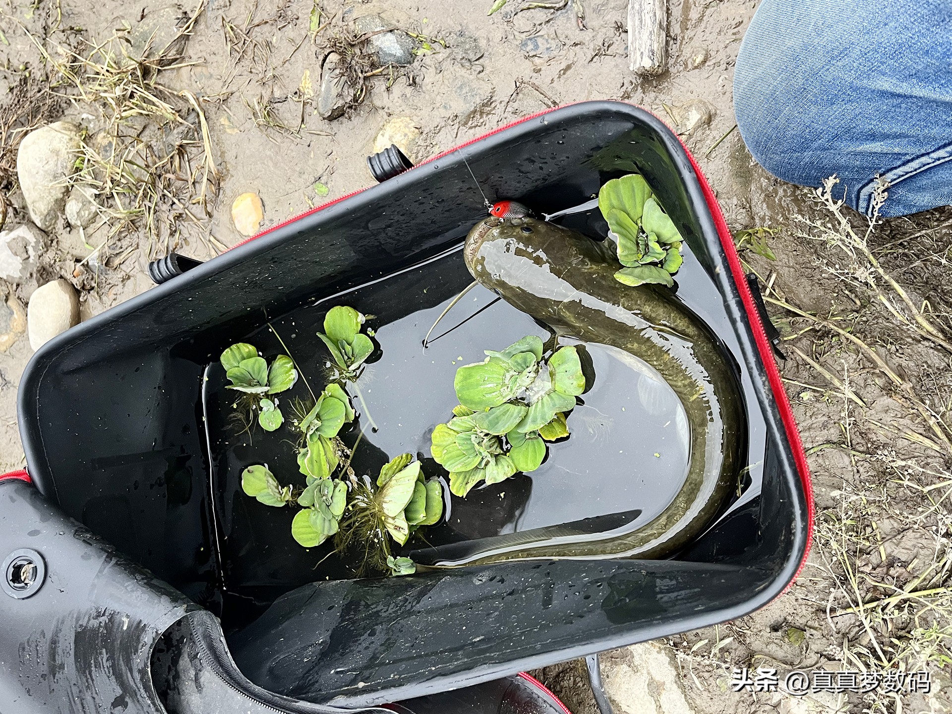 新手路亚要从微物练吗,路亚新手装备泛用竿