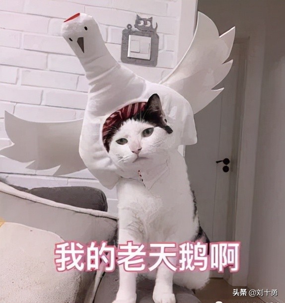 人间美味的动物有哪些,大雁做法和营养价值