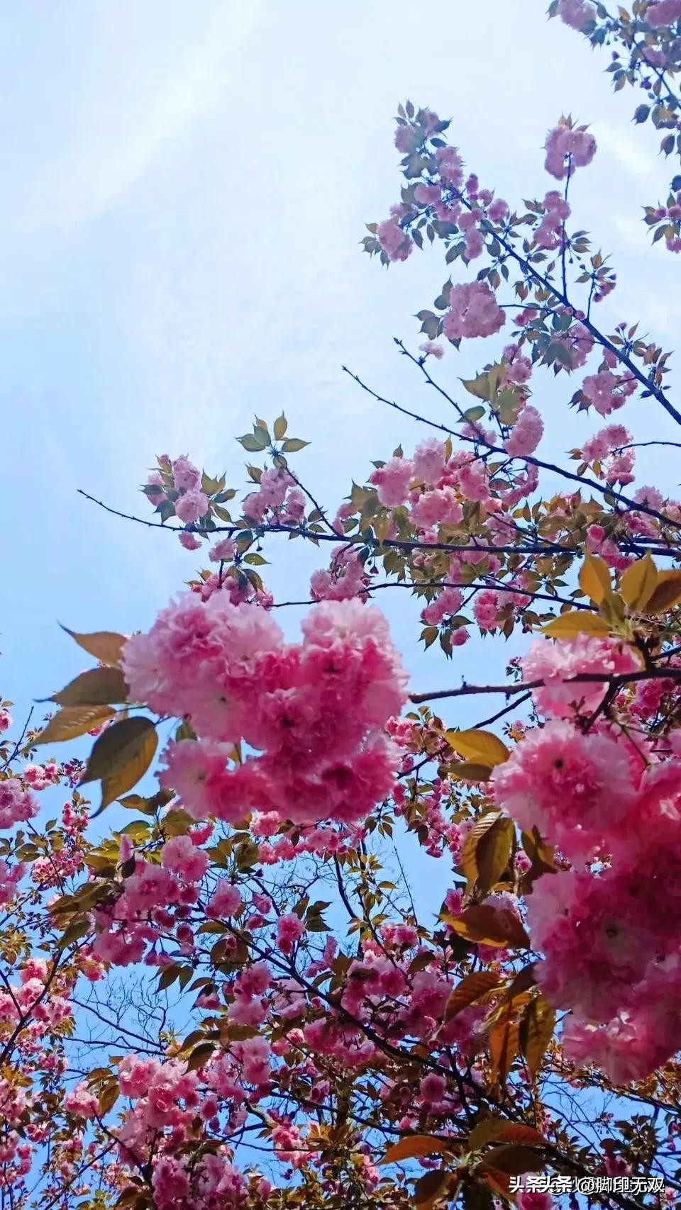 《梦是怎样飞扬的》第十三章岁月如火（15）