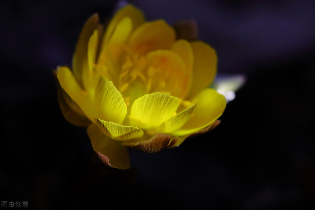 冰凌花享有林海雪莲之美称,牡丹江林海雪莲冰凌花悄然盛放