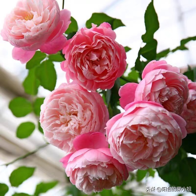 盘点那些容易“一日散”的月季,你还要奋不顾身的选择它们吗?