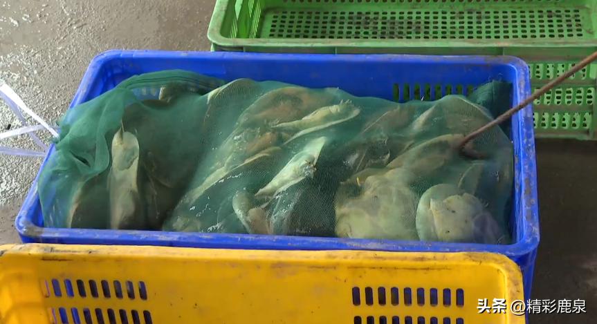 山海湖生态甲鱼养殖基地,河北石家庄甲鱼养殖