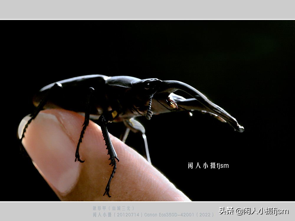 近距离拍摄昆虫小动物,常见昆虫微距摄影活动