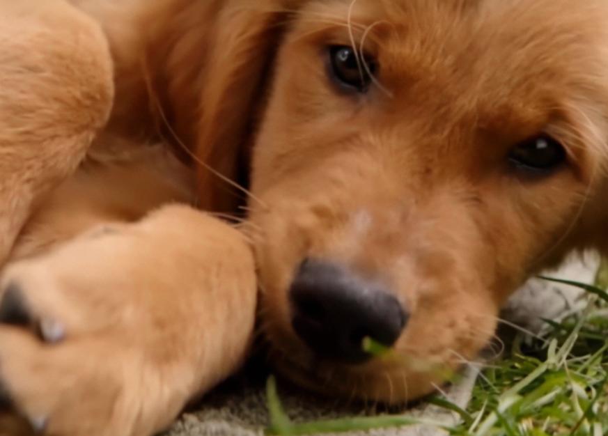 无条件的爱的意义,球王贝利这个故事告诉我们什么