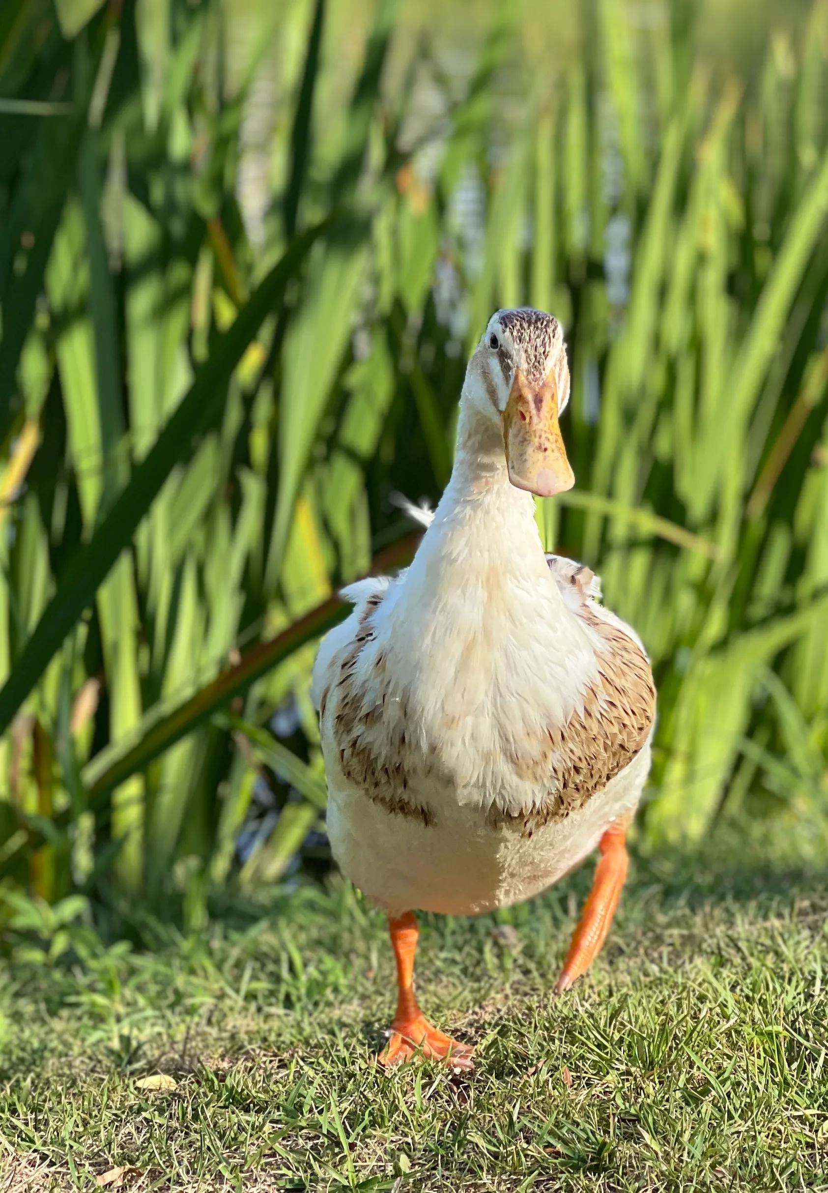 兴庆公园长乐之声合唱团直播现场,兴庆公园大合唱