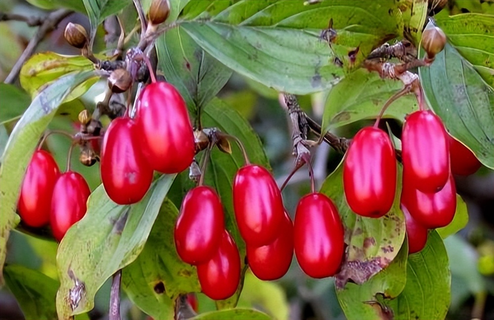 仔猪大肠杆菌性腹泻的防治