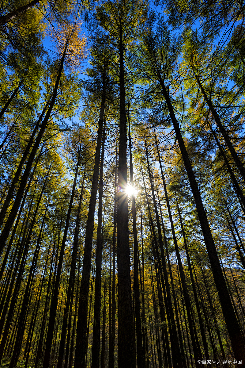 森林氧吧赤峰,赤峰美林谷森林氧吧